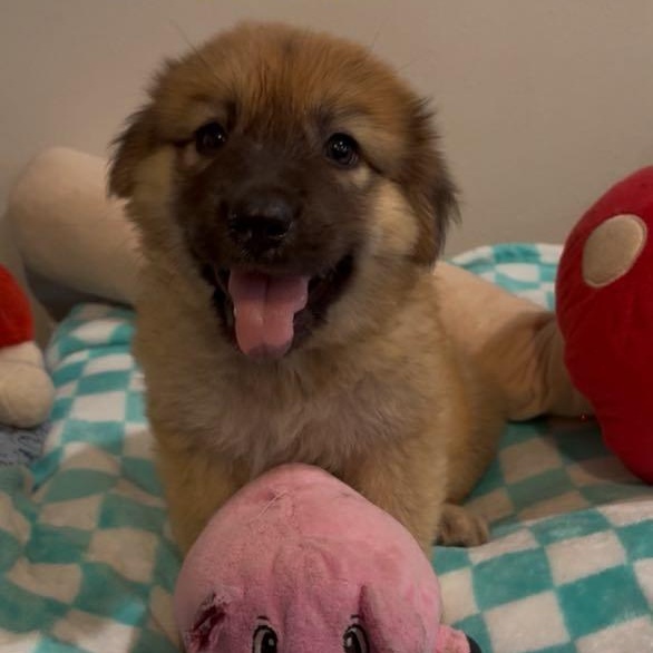 Broccoli, an adoptable Shepherd in Boise, ID, 83704 | Photo Image 4