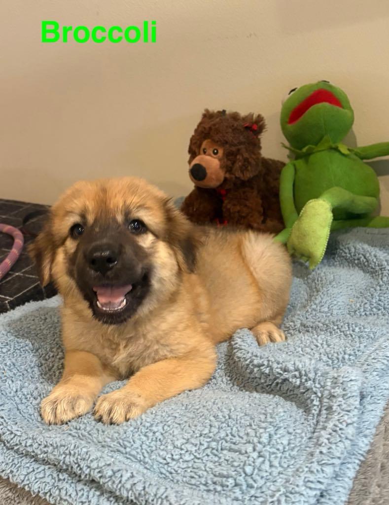 Broccoli, an adoptable Shepherd in Boise, ID, 83704 | Photo Image 1