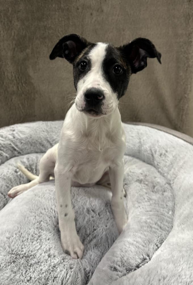 Enlarge Butter, a Adoptable mixed breed in Sedalia, CO image 1/6