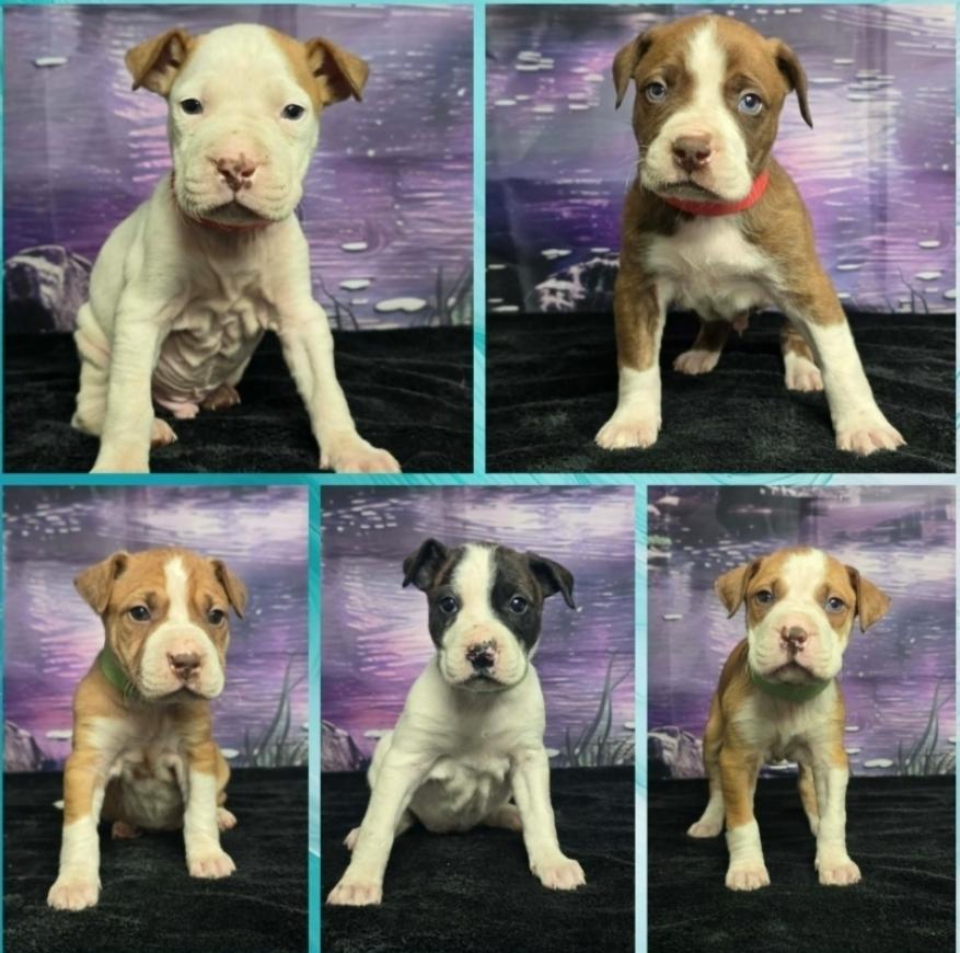 Butter, Adoptable, Puppy Female Pit Bull Terrier.