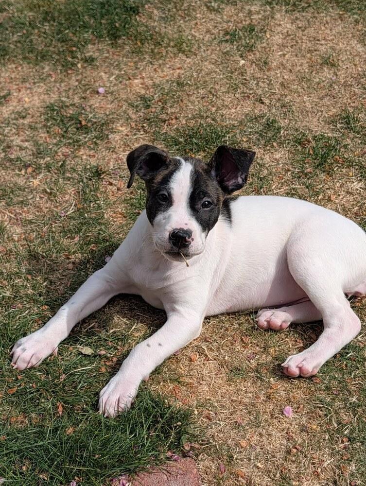 Enlarge Butter, a Adoptable mixed breed in Sedalia, CO image 2/6