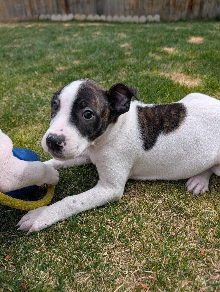 Enlarge Butter, a Adoptable mixed breed in Sedalia, CO image 3/6