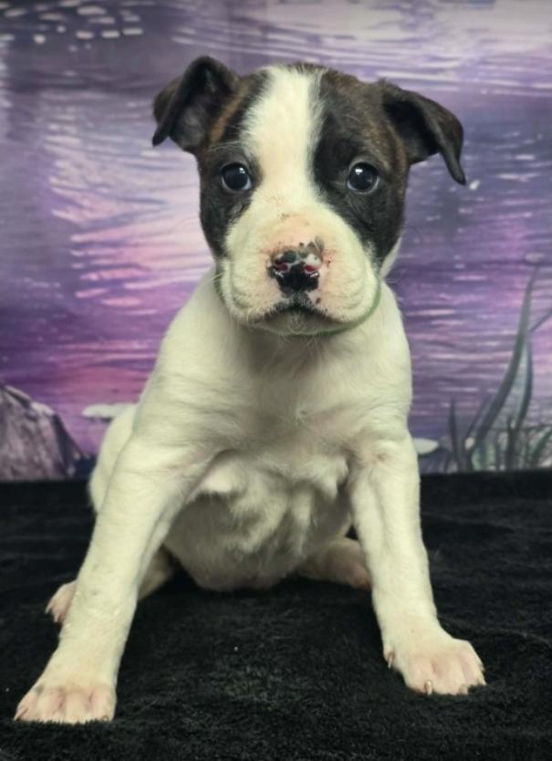Enlarge Butter, a Adoptable mixed breed in Sedalia, CO image 2/2