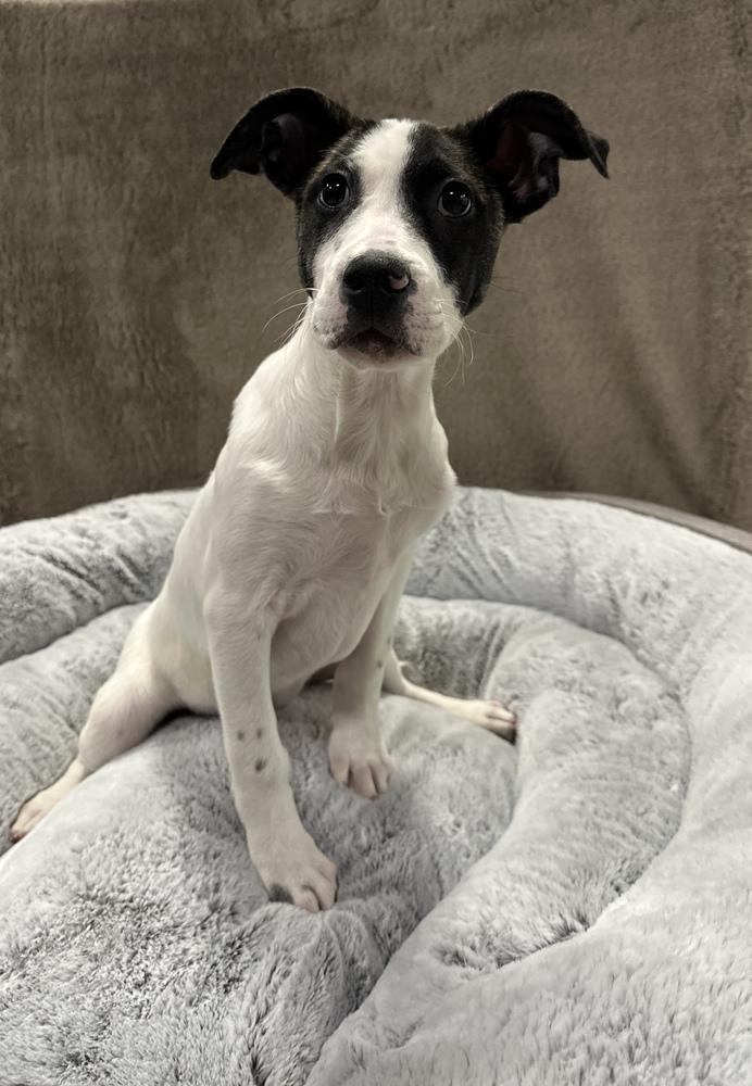 Enlarge Butter, a Adoptable mixed breed in Sedalia, CO image 5/6