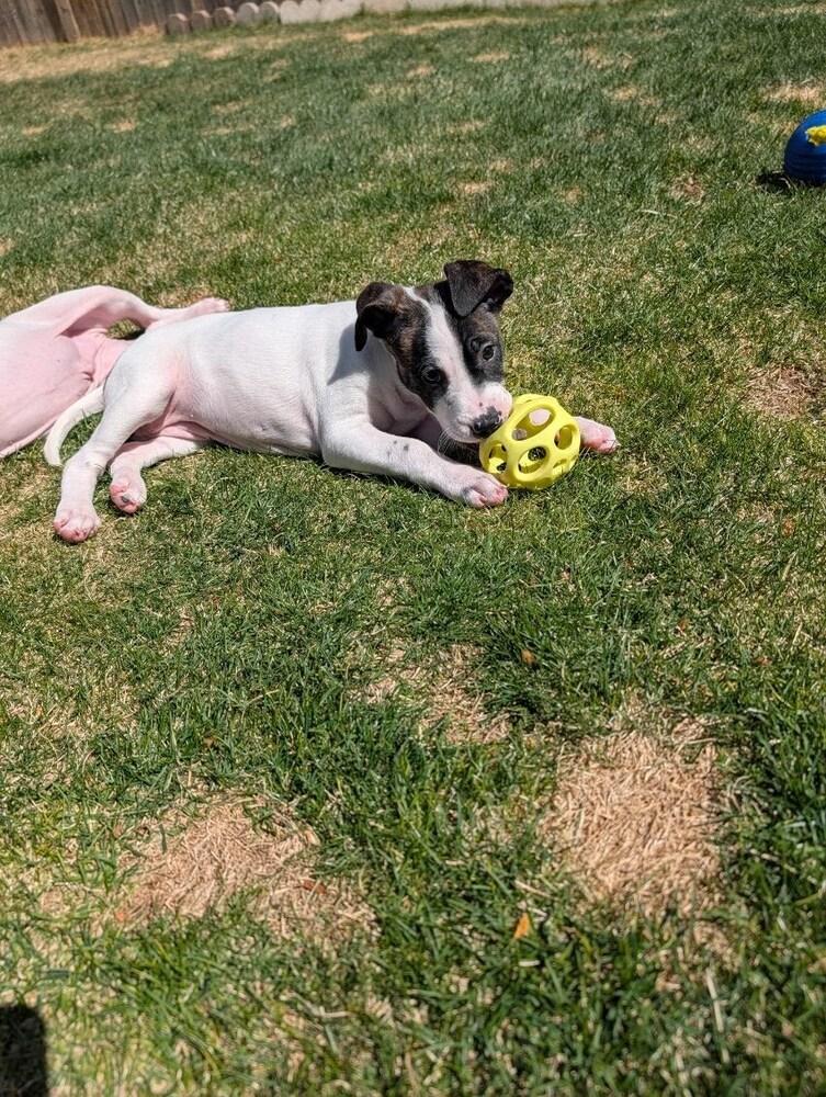 Enlarge Butter, a Adoptable mixed breed in Sedalia, CO image 6/6