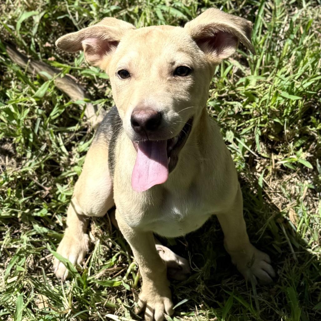 Jack, Adoptable, Young Male Hound & Mixed Breed.