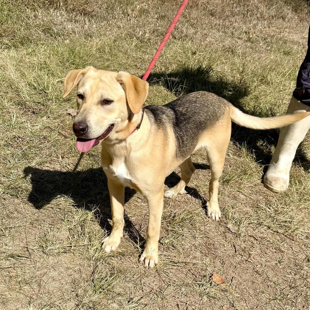 Jack, a Adoptable mixed breed in Bend, OR image 2/6