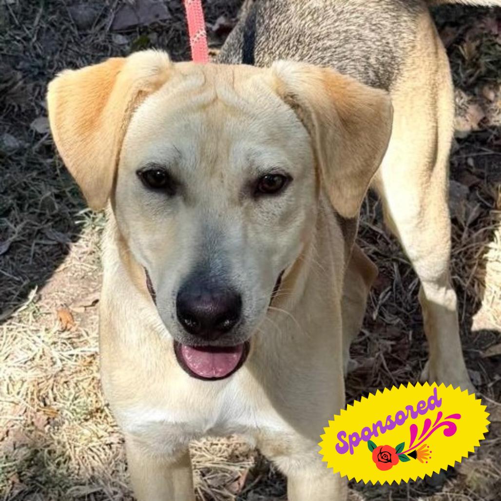 Jack, a Adoptable mixed breed in Bend, OR image 3/6