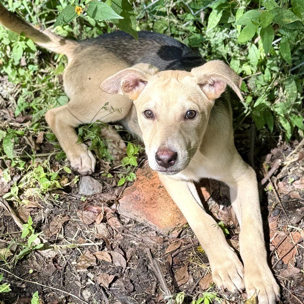 Jack, a Adoptable mixed breed in Bend, OR image 4/6