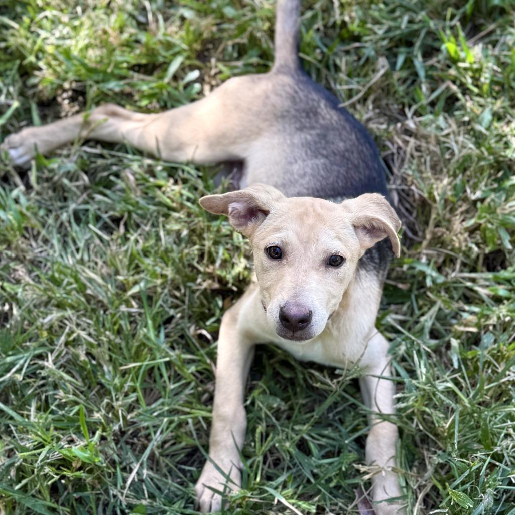 Jack, a Adoptable mixed breed in Bend, OR image 5/6