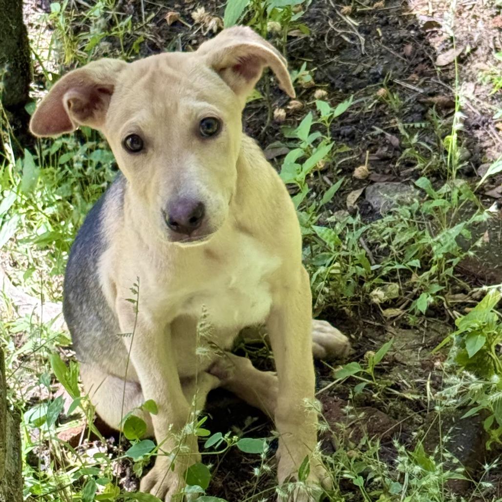 Jack, a Adoptable mixed breed in Bend, OR image 6/6