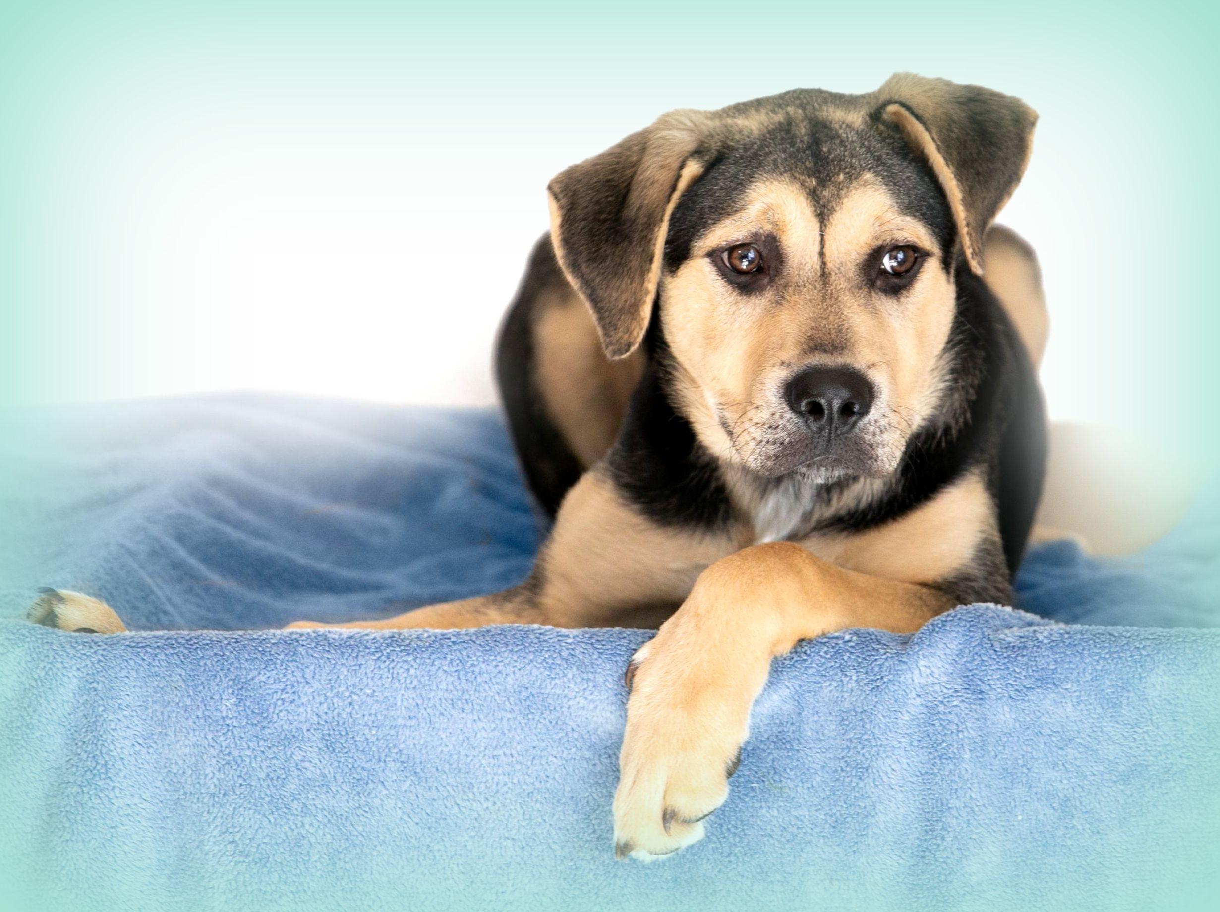 Luna, a Adoptable mixed breed in Camp Hill, AL image 1/4