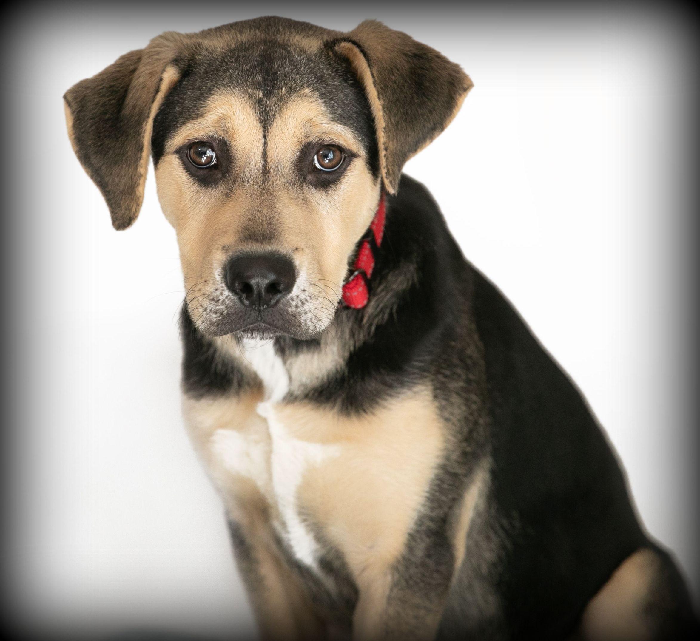 Luna, a Adoptable mixed breed in Camp Hill, AL image 2/4