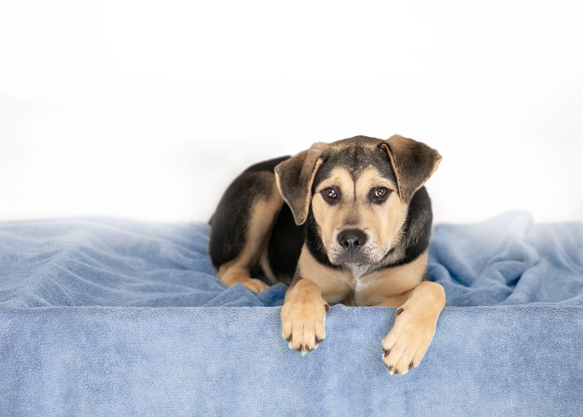 Luna, a Adoptable mixed breed in Camp Hill, AL image 3/4