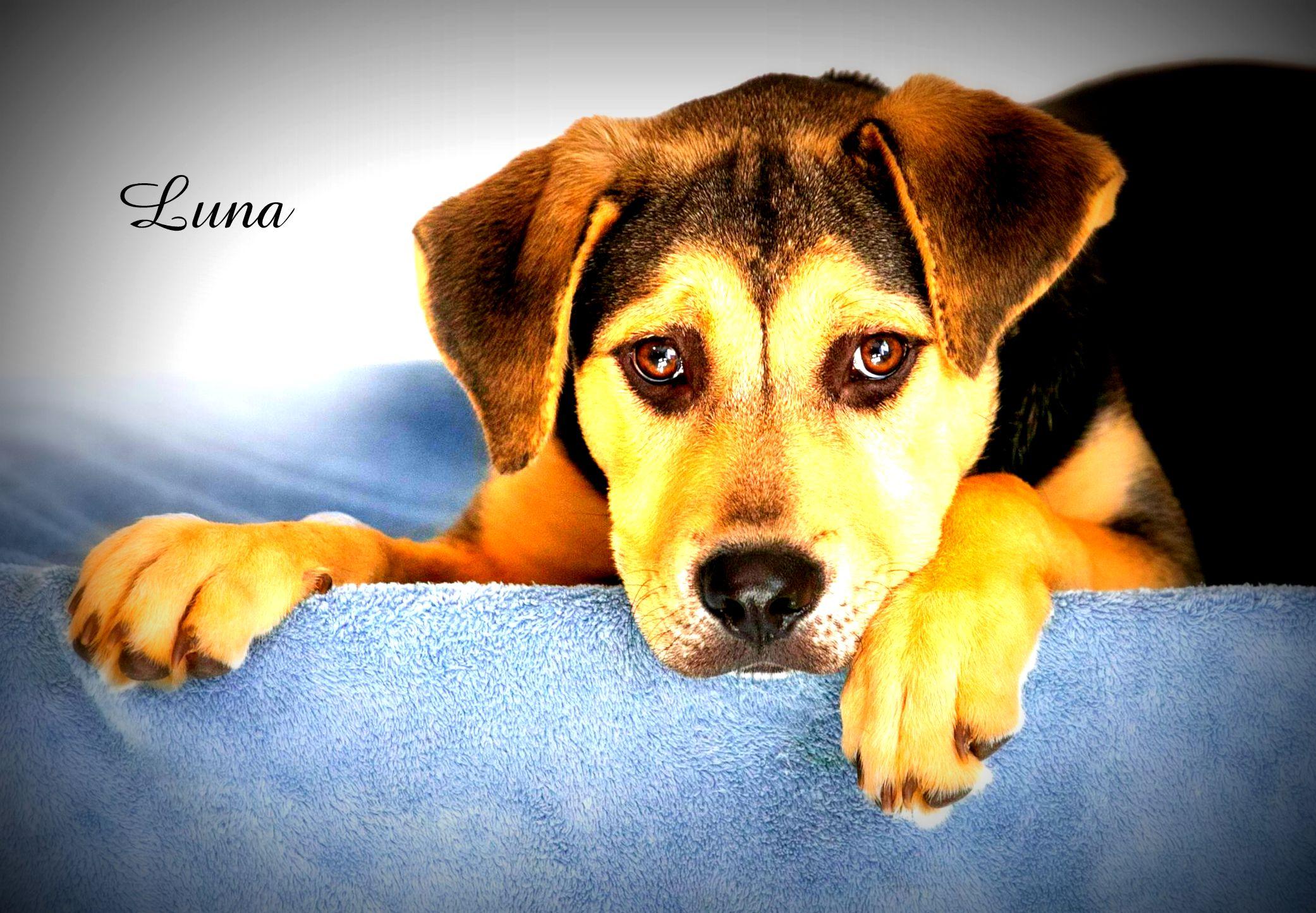 Luna, a Adoptable mixed breed in Camp Hill, AL image 4/4