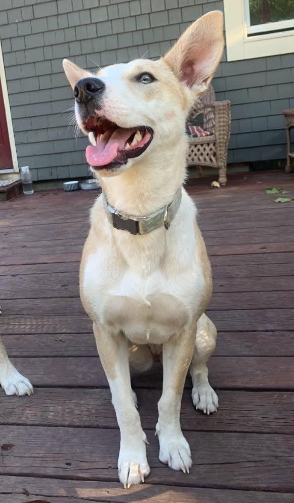 Enlarge Lola, a Adoptable mixed breed in Plymouth, MA image 4/6