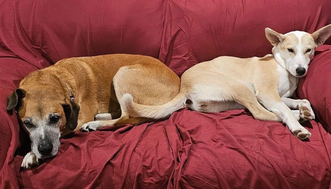 Enlarge Lola, a Adoptable mixed breed in Plymouth, MA image 5/6