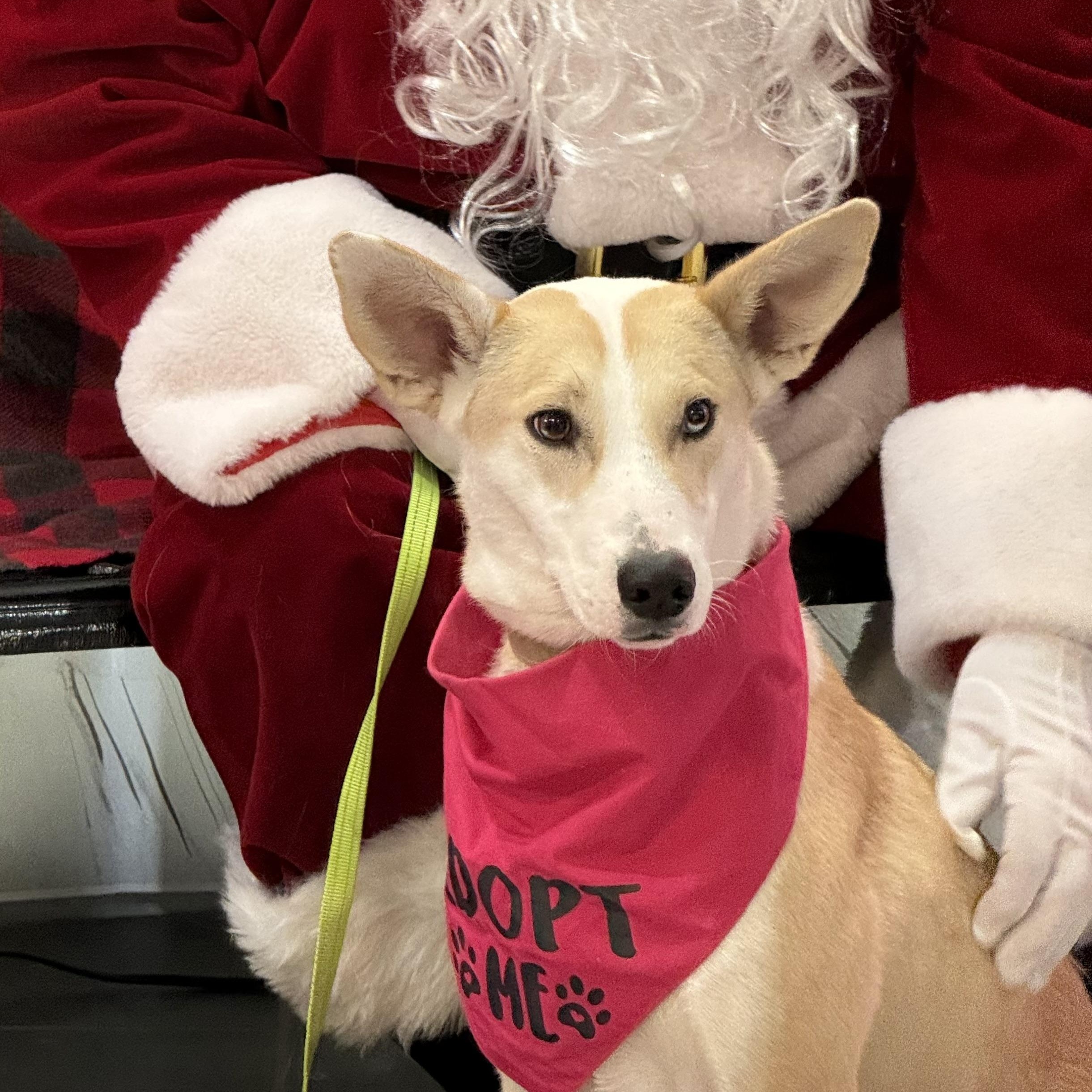 Lola, Adoptable, Young Female Mixed Breed & Husky.