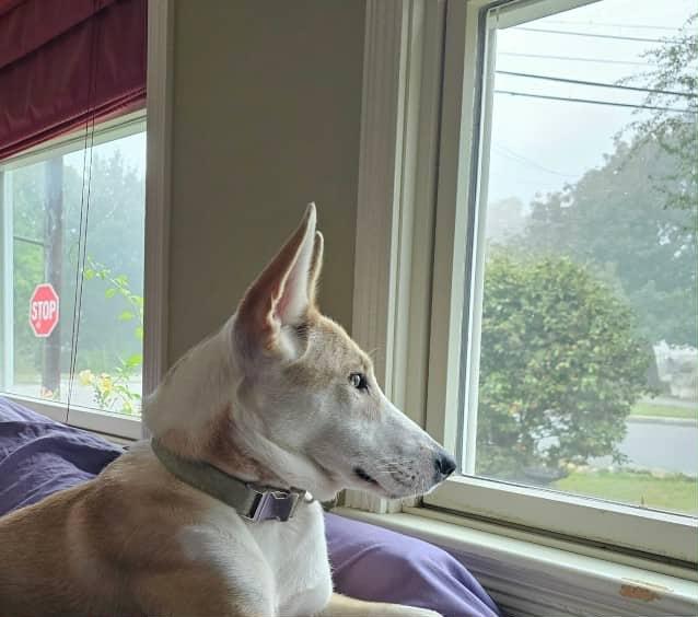 Enlarge Lola, a Adoptable mixed breed in Plymouth, MA image 6/6