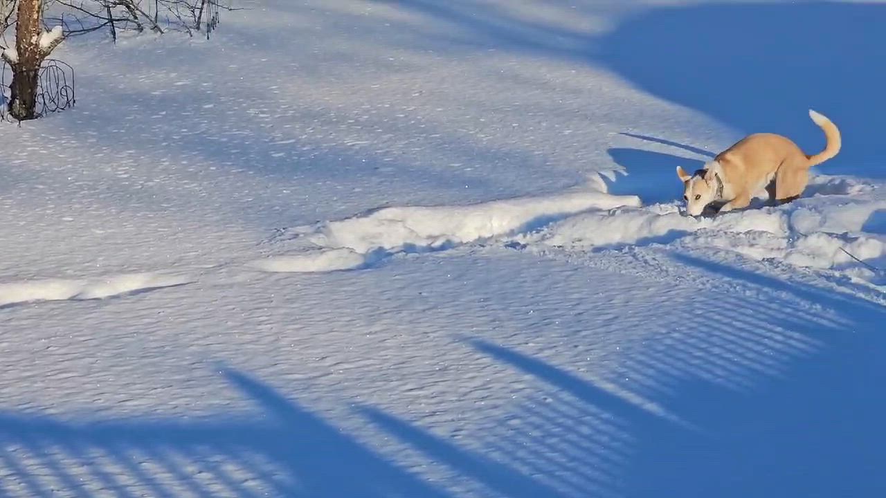 Enlarge Lola, a Adoptable mixed breed in Plymouth, MA video 6/6