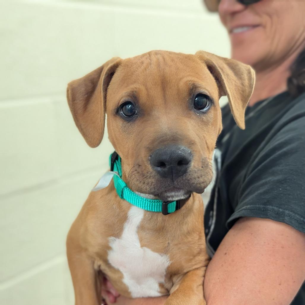 Enlarge OB, a Adoptable Mixed Breed in Hendersonville, NC image 1/6