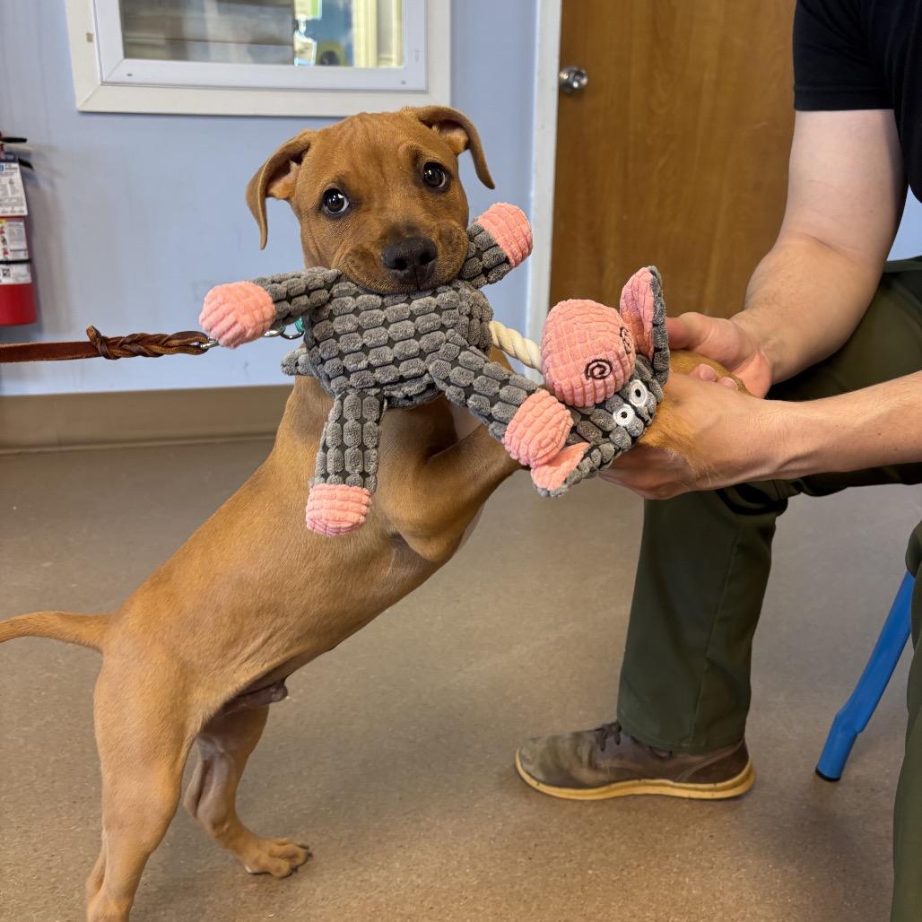 Enlarge OB, a Adoptable Mixed Breed in Hendersonville, NC image 2/6