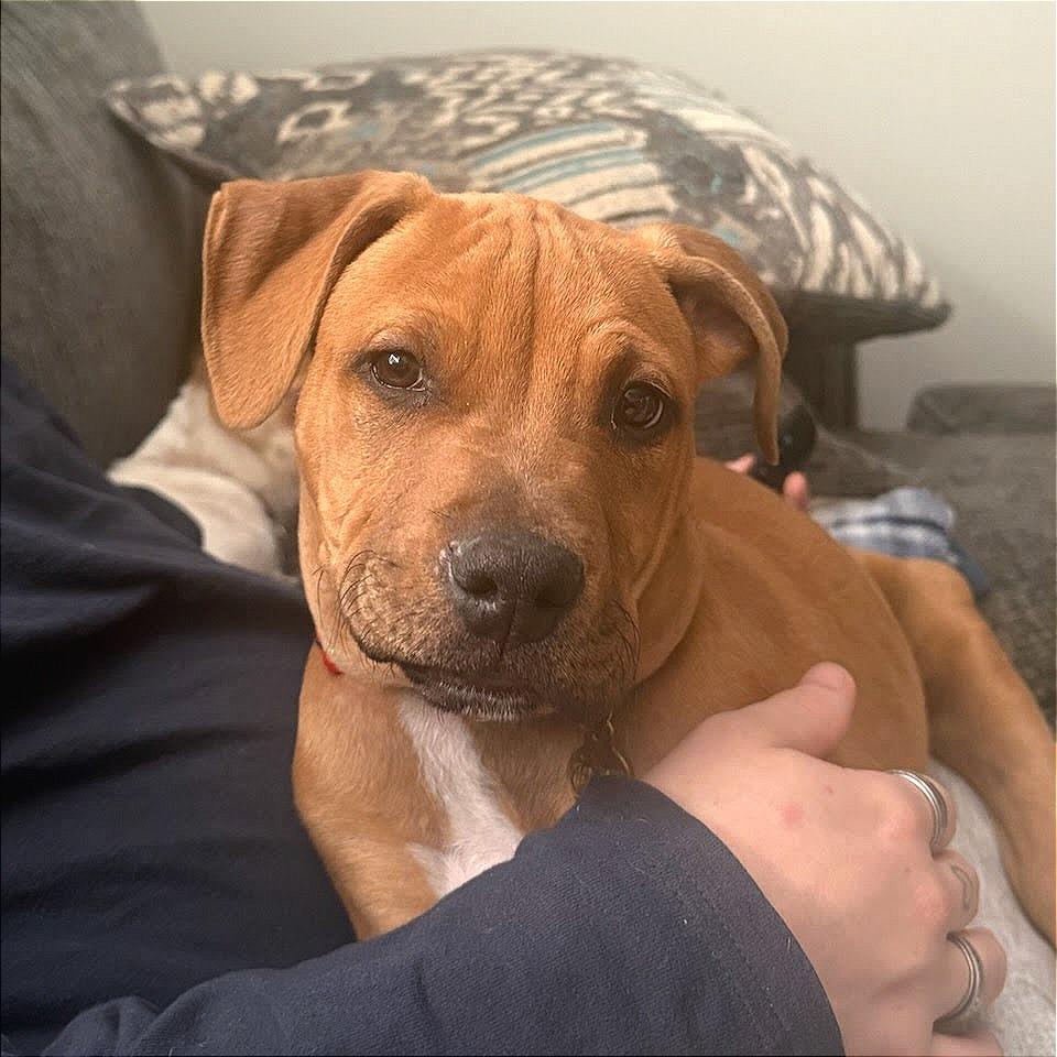 Enlarge OB, a Adoptable Mixed Breed in Hendersonville, NC image 3/6