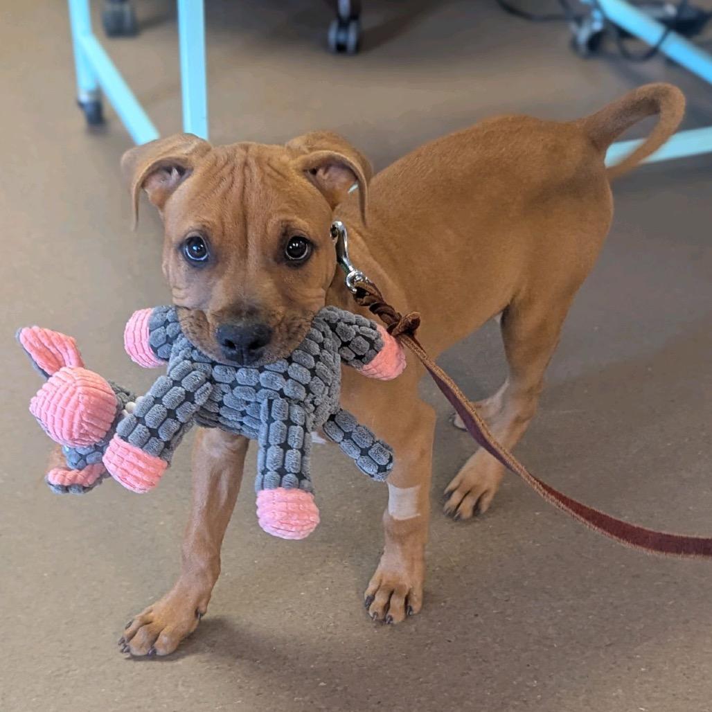 Enlarge OB, a Adoptable Mixed Breed in Hendersonville, NC image 4/6