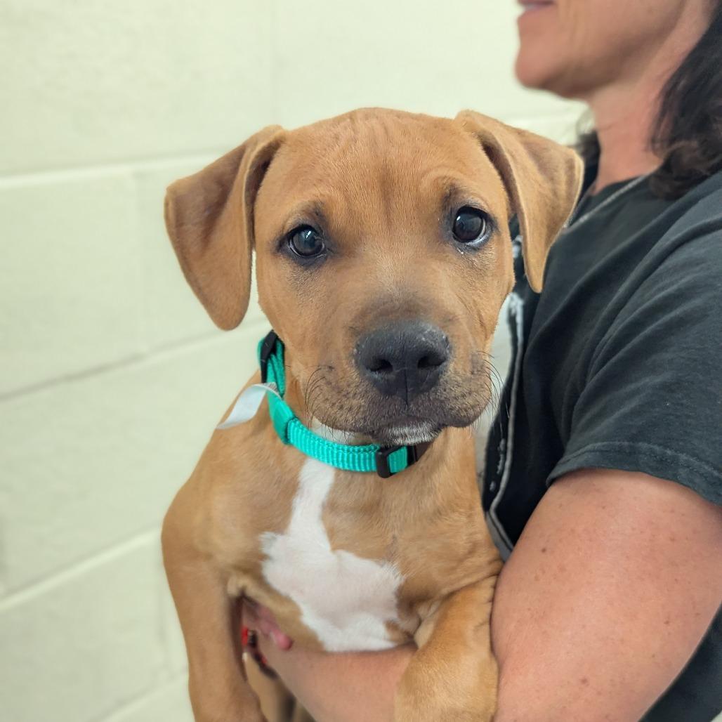 Enlarge OB, a Adoptable Mixed Breed in Hendersonville, NC image 5/6