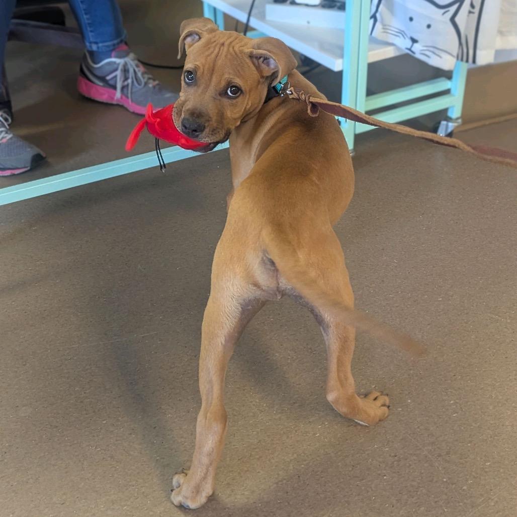 Enlarge OB, a Adoptable Mixed Breed in Hendersonville, NC image 6/6