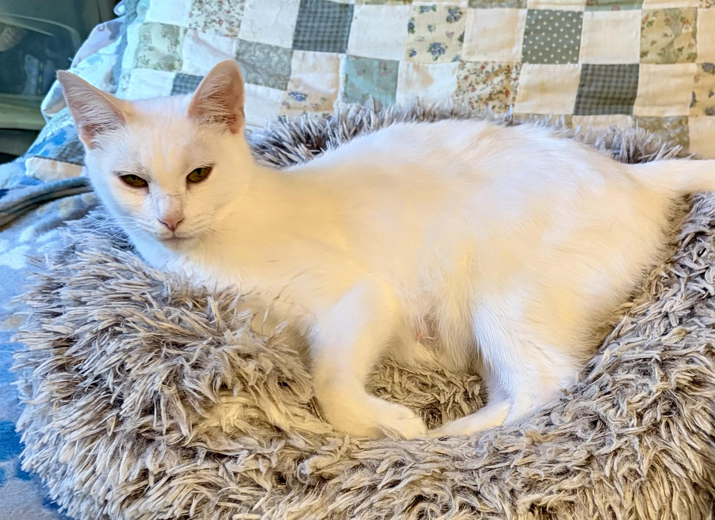 Enlarge Bianca, a Adopted Domestic Short Hair in Houghton Lake, MI image 2/5