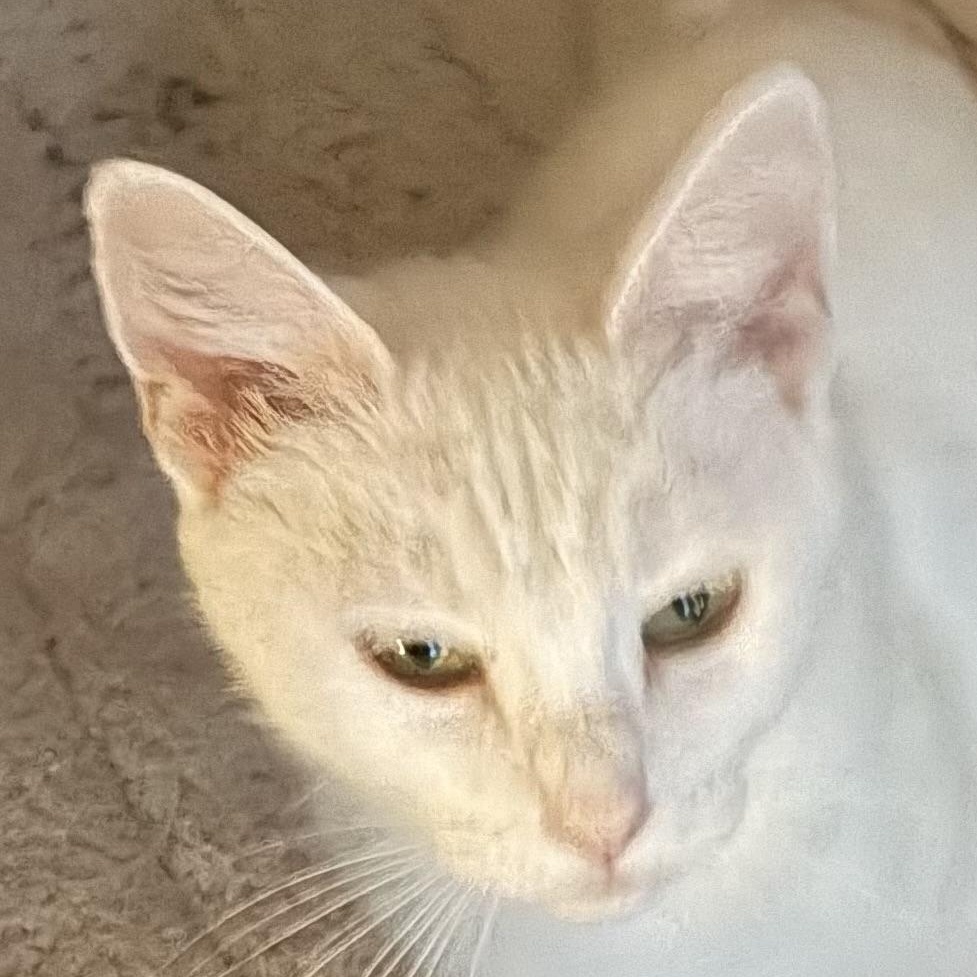 Bianca, Adopted, Young Female Domestic Short Hair.