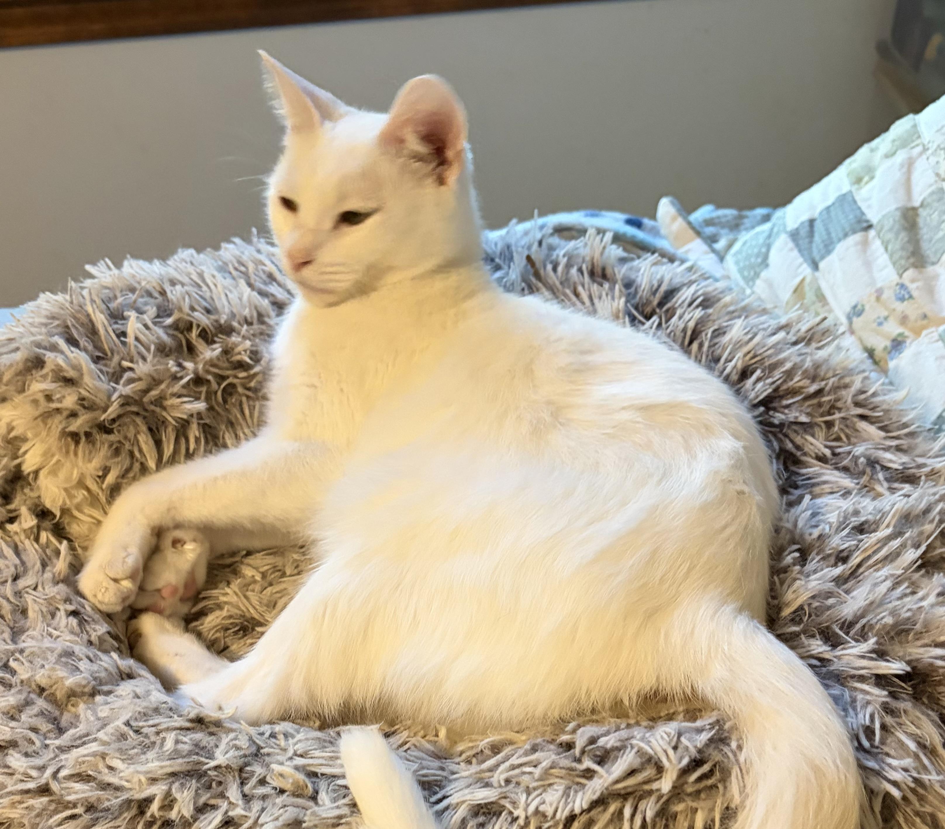 Enlarge Bianca, a Adopted Domestic Short Hair in Houghton Lake, MI image 3/5