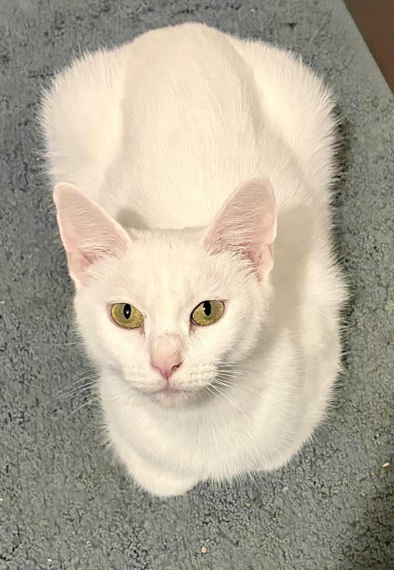 Enlarge Bianca, a Adopted Domestic Short Hair in Houghton Lake, MI image 4/5
