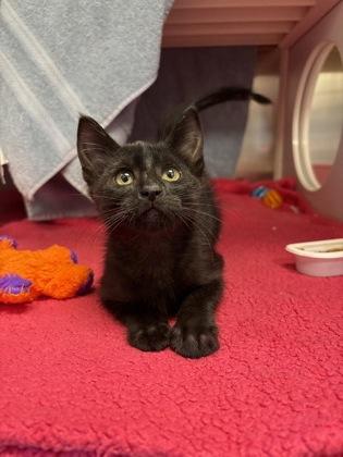 Spooky Sparkle, Adoptable, Kitten Female Domestic Medium Hair.
