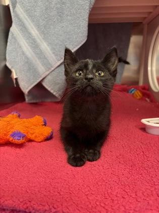 Enlarge Spooky Sparkle, a Adoptable mixed breed in Kansas City, MO image 2/3