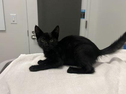 Enlarge Spooky Sparkle, a Adoptable mixed breed in Kansas City, MO image 3/3