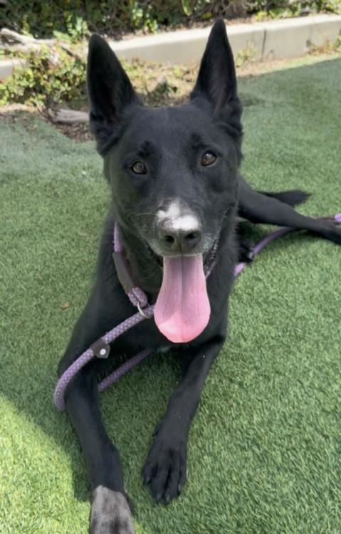KOBE, Adoptable, Young Male German Shepherd Dog.