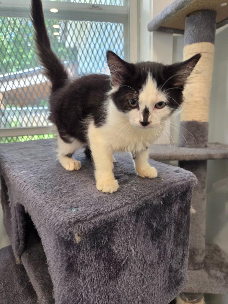 Enlarge Idda, a Adopted mixed breed in Lunenburg, VT image 1/1