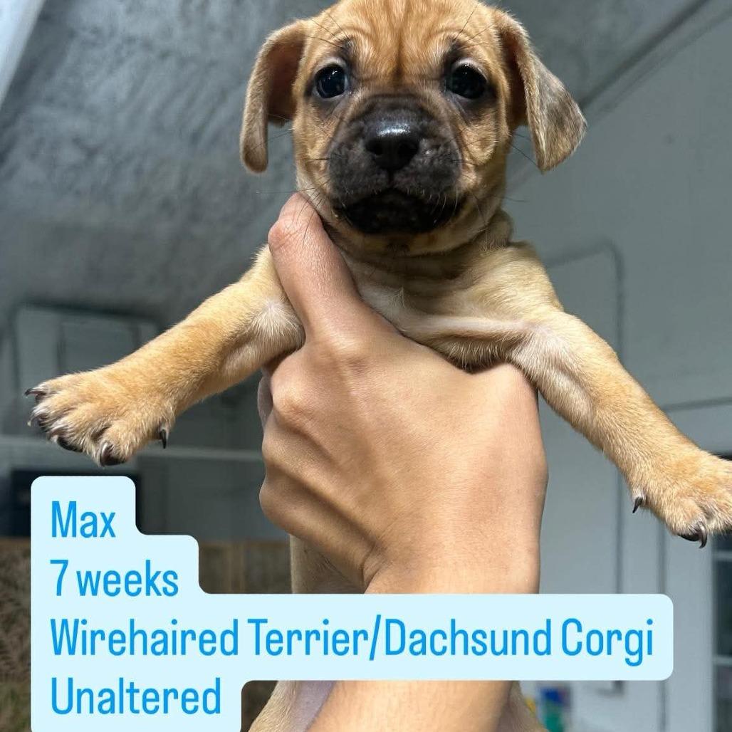 Enlarge Max, a Adoptable mixed breed in Tampa, FL image 1/1