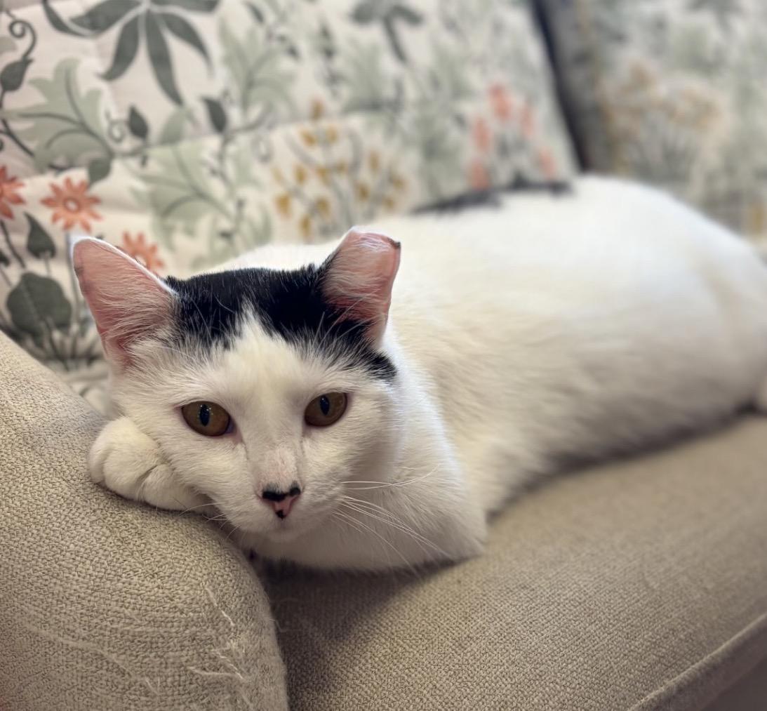 Buttermilk Betsy, Adoptable, Young Female Domestic Short Hair.