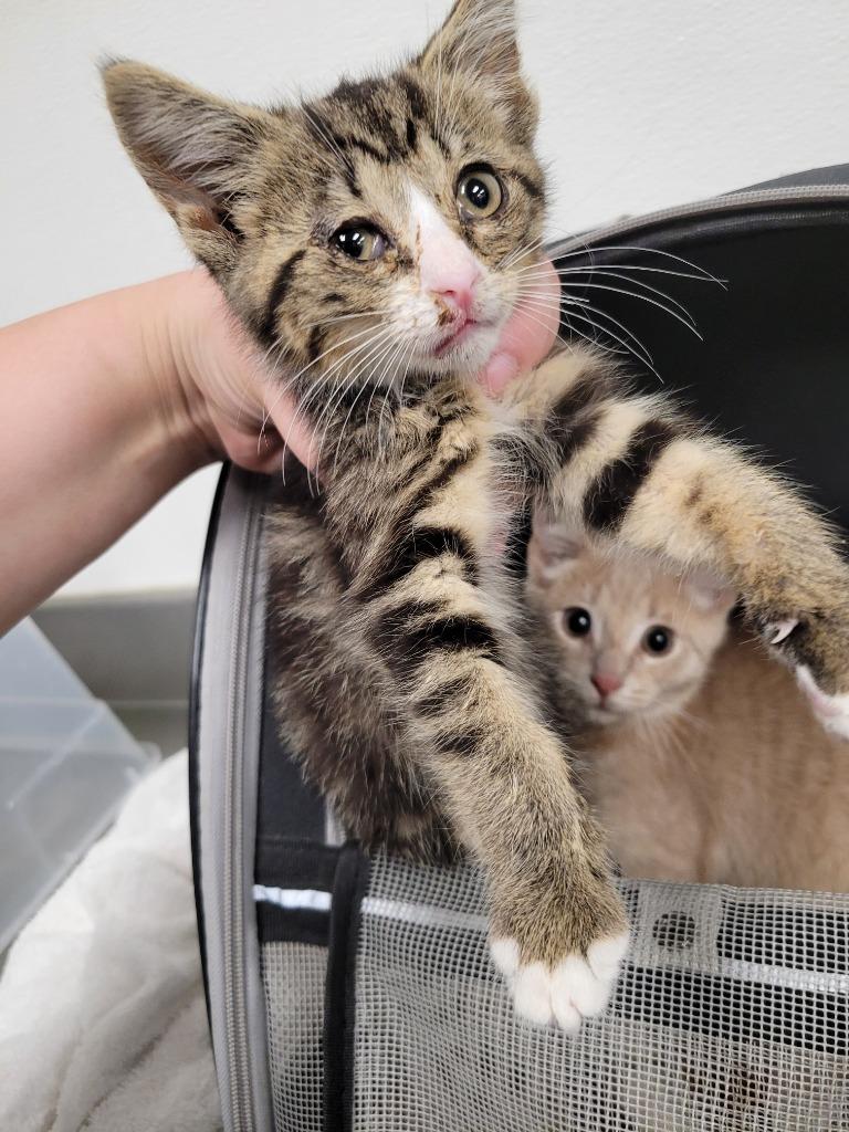 Tinker, Adoptable, Kitten Male Domestic Short Hair.