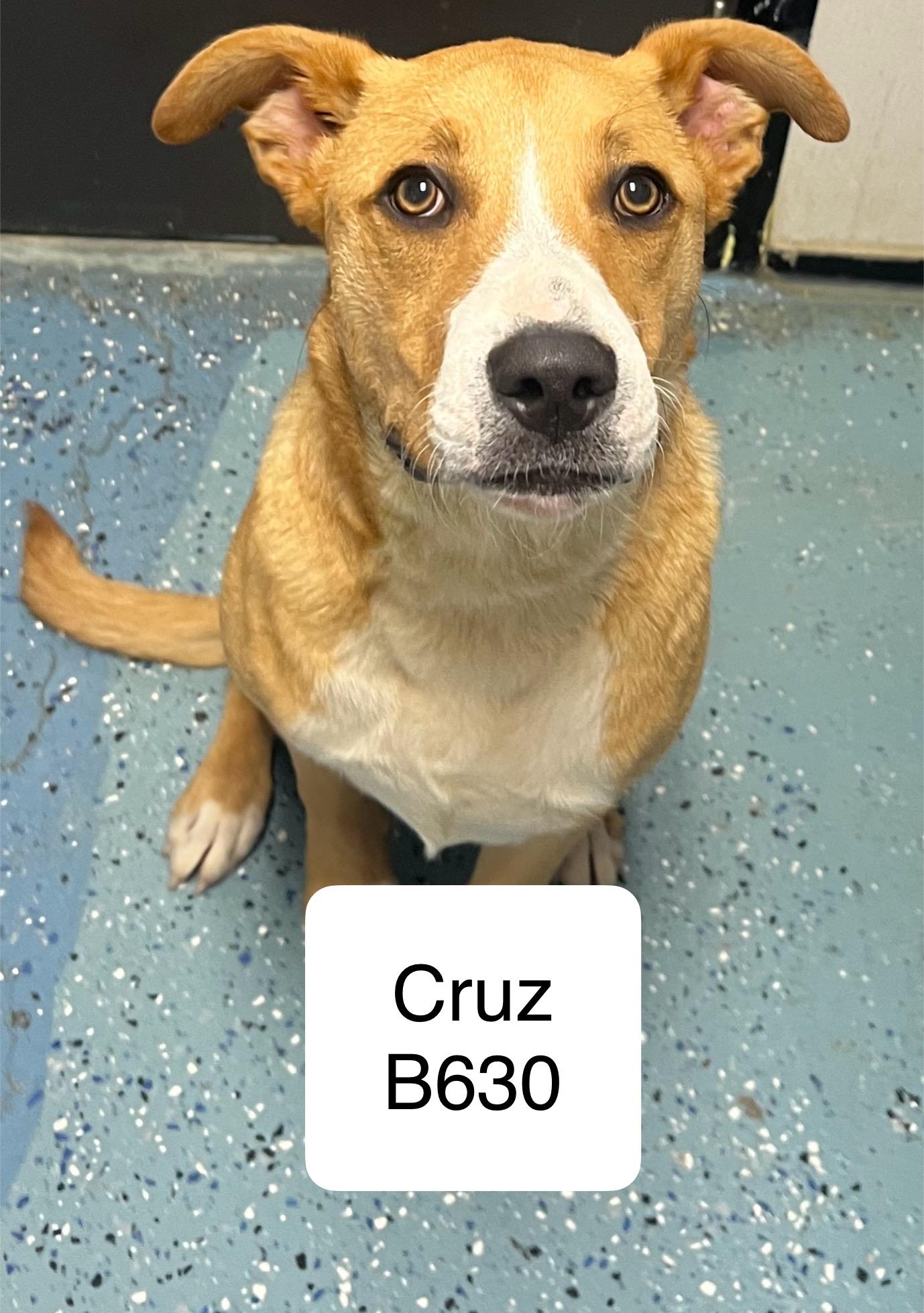 Cruz B495, Adoptable, Adult Male Labrador Retriever.