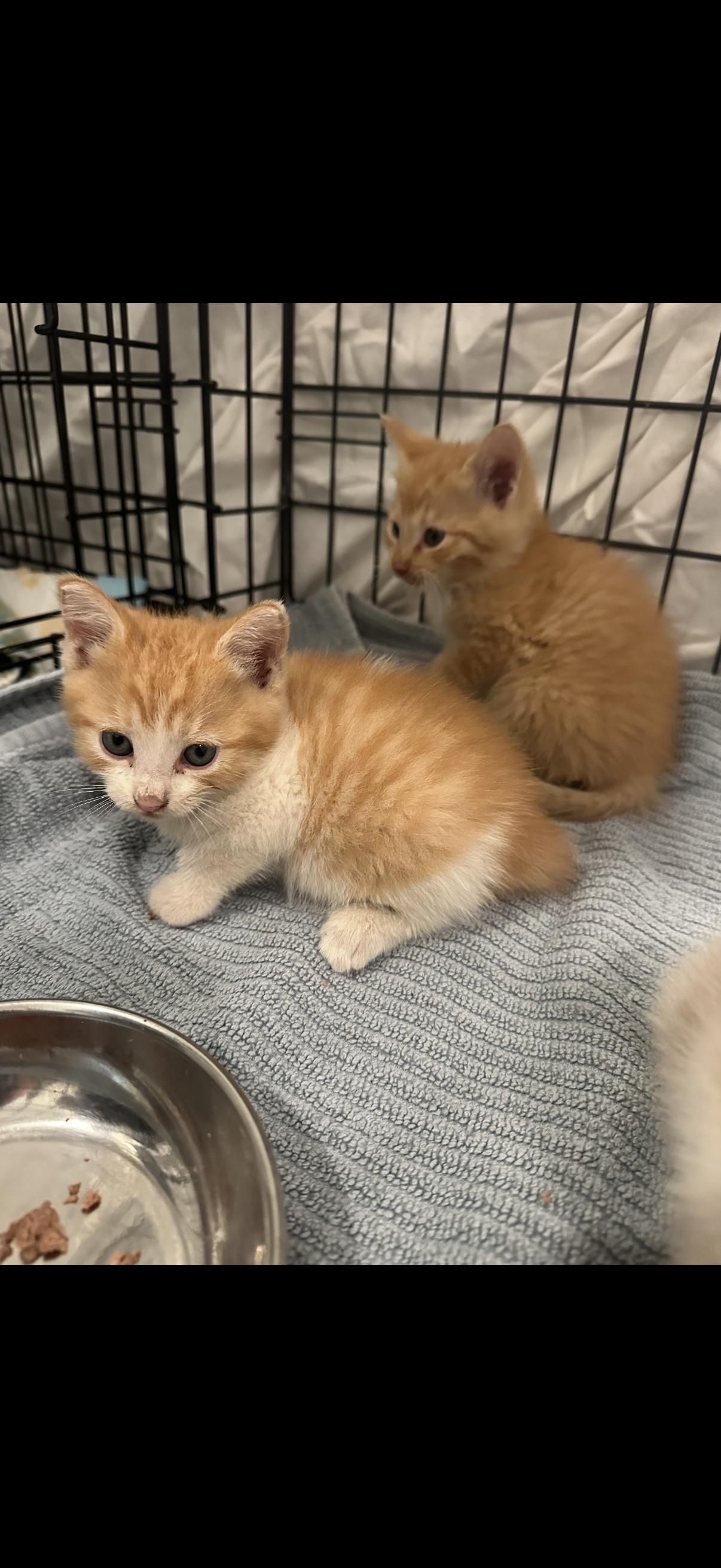 Winter, Adopted, Kitten Male Domestic Short Hair.