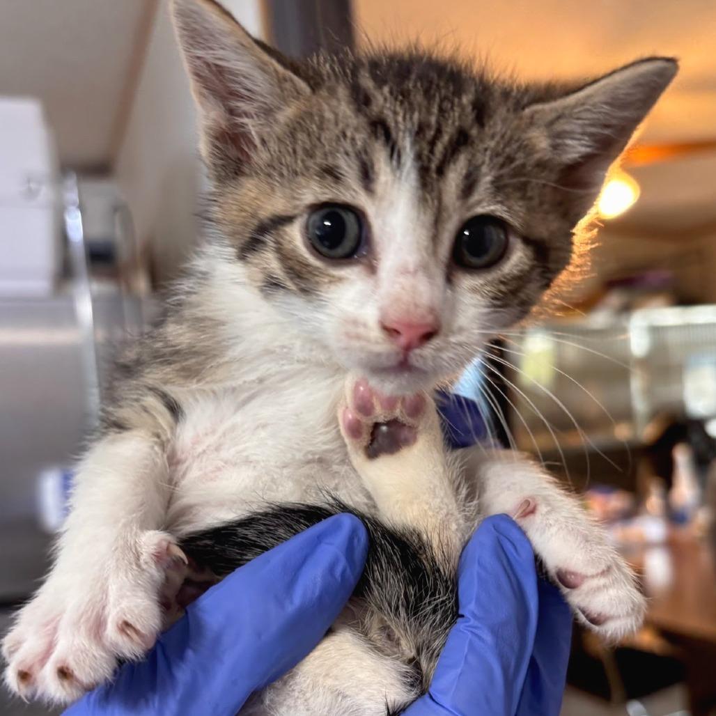 Chicken, Adoptable, Kitten Male Domestic Short Hair.