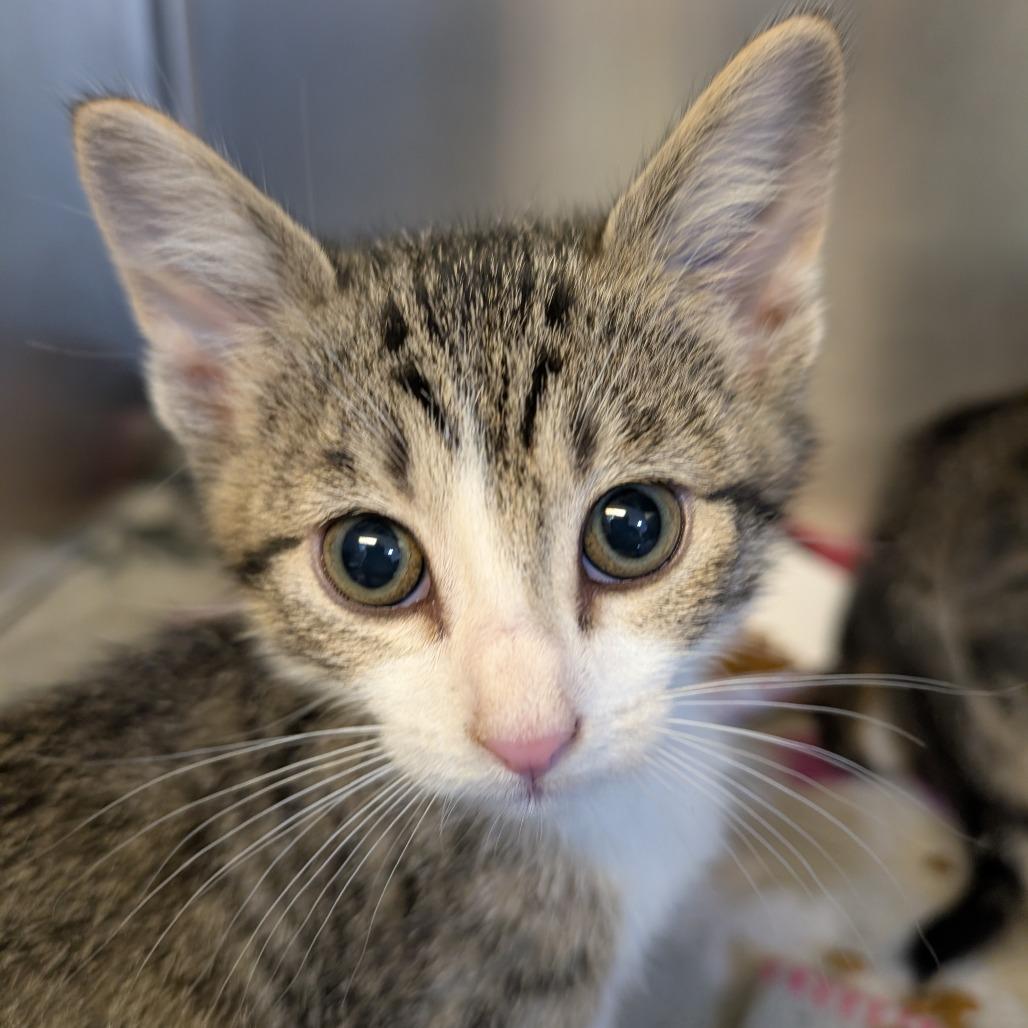 Enlarge Chicken, a Adoptable Domestic Short Hair in Belleville, IL image 2/2