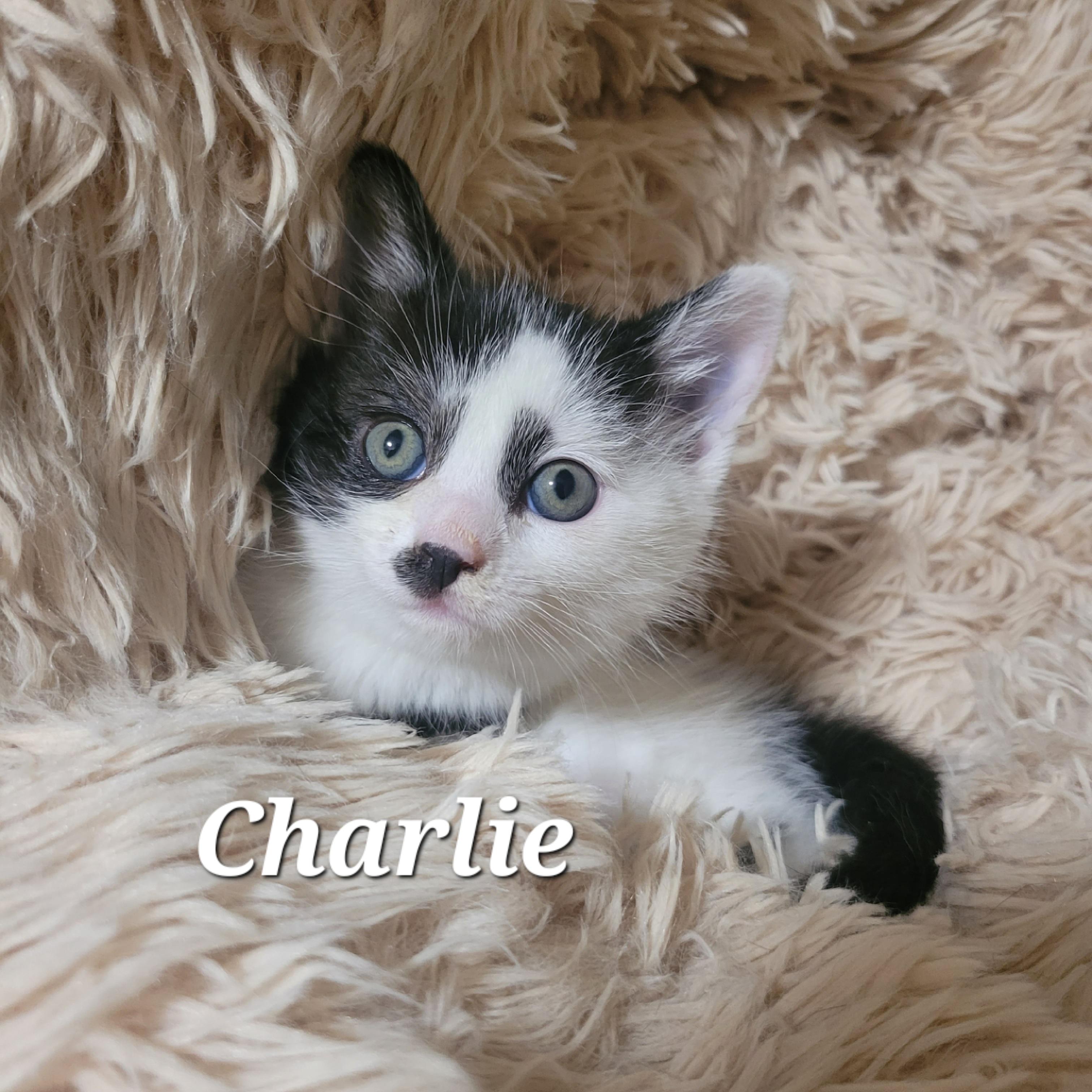 Enlarge Charlie, a ADOPTABLE Domestic Short Hair in Vancouver, BC image 1/1
