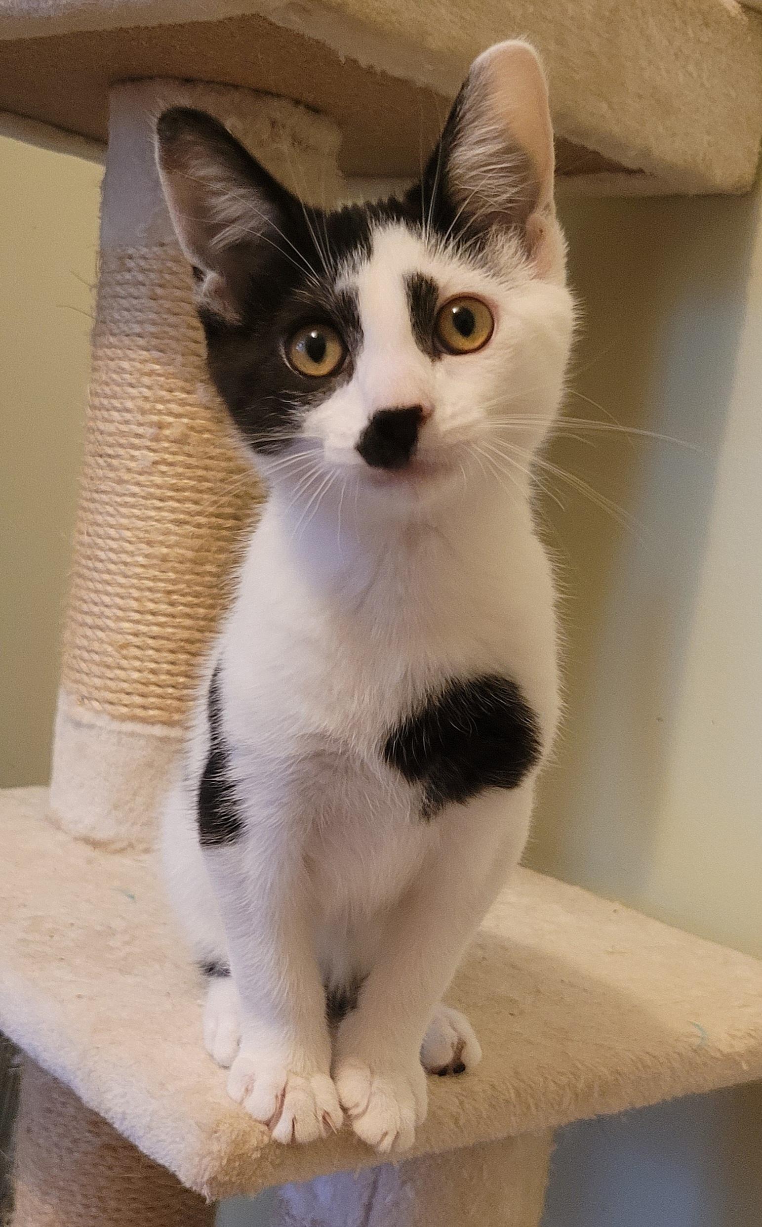 Charlie, Adoptable, Kitten Male Domestic Short Hair.