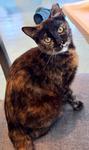 Enlarge Butterscotch, an adoptable Domestic Short Hair in Chico, CA image 1/1
