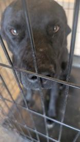 Enlarge Buzz 60573503, a ADOPTABLE Mixed Breed in Harvey , LA image 1/1